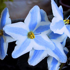 фото "BLUE BROTHERS"