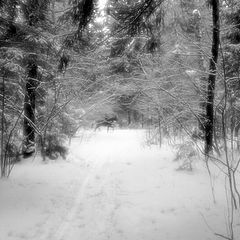 photo "Wood meetings"