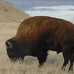 photo "Buffalo"