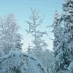 photo "Winter forest"