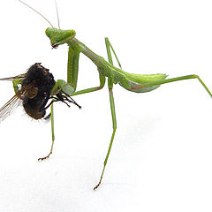 фото "Praying Mantis/Fly"