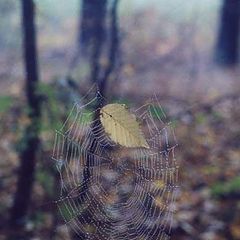 photo "Soul"