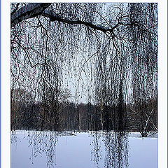 photo "Are oblique of birches"