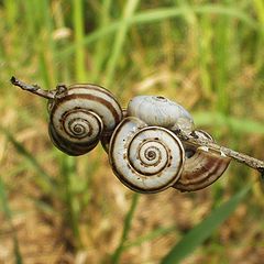 photo "Snails"