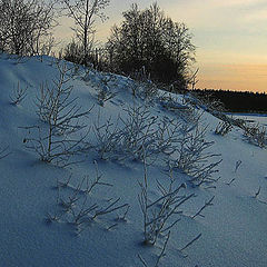 photo "beside yard"