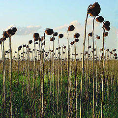 photo "Kosovo. Forgotten field."