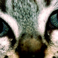 фото "* Look deeply into my eyes...*"