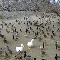 photo "Too many ducks - 2"
