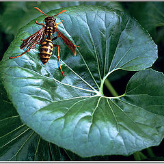 photo "Wasp waist"