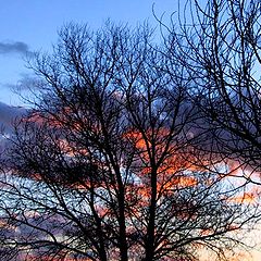 photo "FIRE TREE"