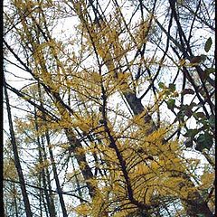 фото "walking in the october forest - 4"