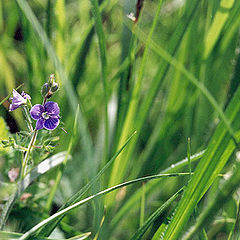 photo "A bit of Summer"