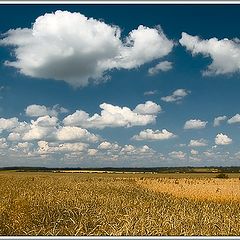 photo "Wheat on all horizon"