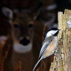 photo "Forest Dwellers"