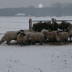 photo "Sheeps in the snow"