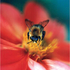 фото "пчела"