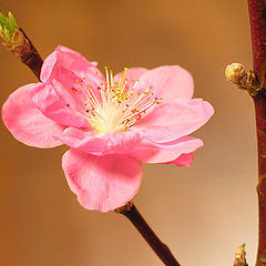 photo "Plum Blossom"