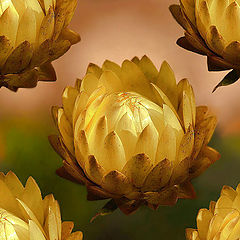 photo "soaring artichokes"