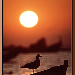 photo "Sea gull enjoy"