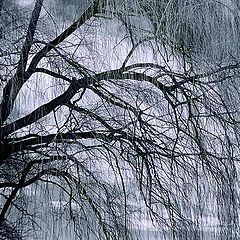 photo "IR Willow"