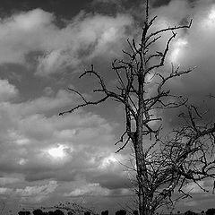 фото "crooked tree"