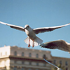 фото "Чайки."