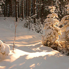 photo "On the winter sun"