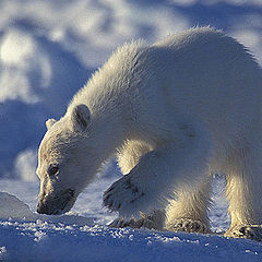 photo "Polar Baby"
