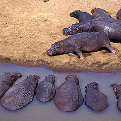 photo "Hippo Opera"