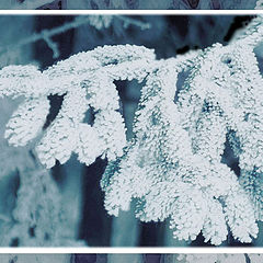 photo "Hoarfrost and branch are created for each other"