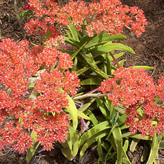 photo "Fire Cactus"