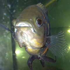 photo "Fish-2"