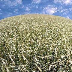 photo "Grain field"