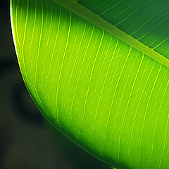 фото "green"