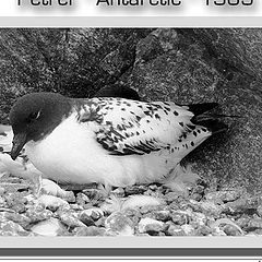 photo "Grey Petrel " Antarctic ""