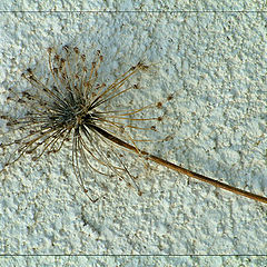 photo "Little about thorn"