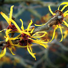 photo "Hamamelis mollis (Chinese Witch hazel)"