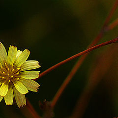 photo "Silent Ballet"