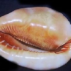 фото "Whelk"