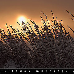 фото "...today morning..."