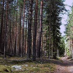 фото "в лесу"