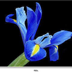 photo "Iris"