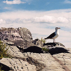 photo "The Sentinel"