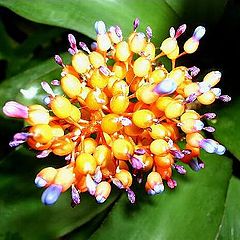 photo "AECHMEA"