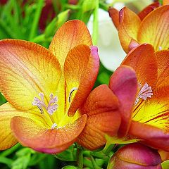 photo "Freesias"