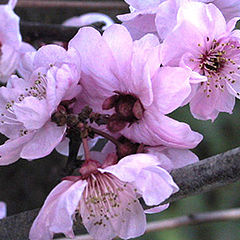 фото "Fruit Blossom"