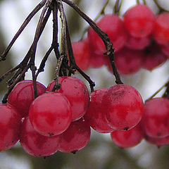 photo "Guelder-rose. Cloudy February"