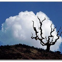 photo "The tree and cloud"