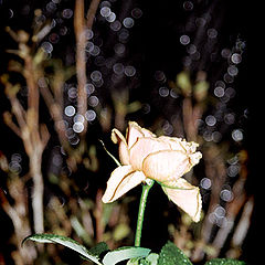 photo "The bewitched rose...In the captivated wood.."