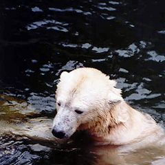 photo "Polar bear"